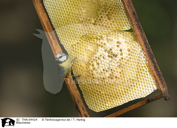 Blaumeise / blue tit / THA-04424