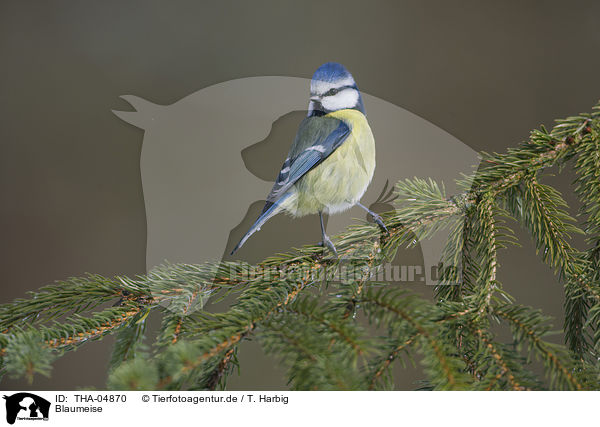 Blaumeise / THA-04870