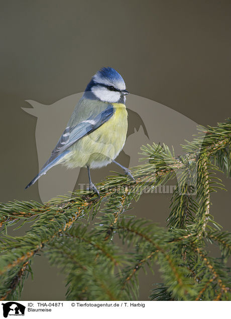 Blaumeise / THA-04871