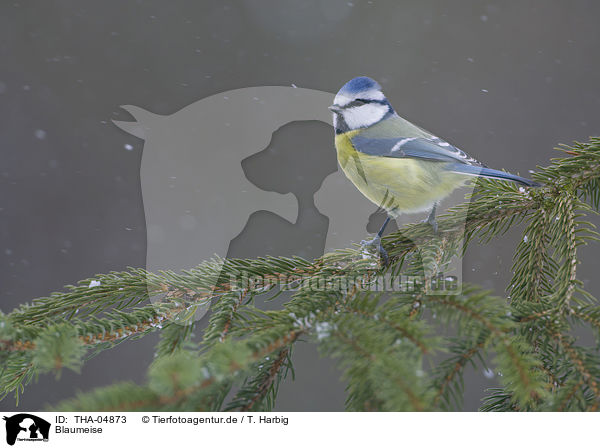 Blaumeise / THA-04873