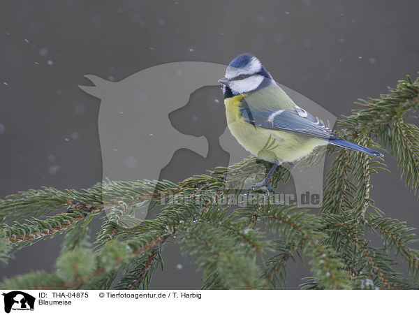 Blaumeise / THA-04875