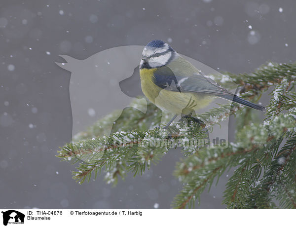 Blaumeise / THA-04876