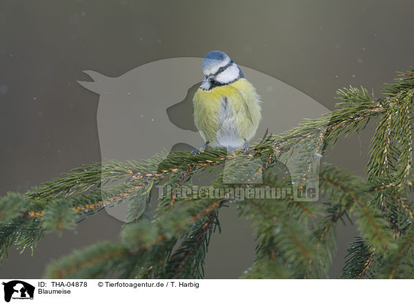 Blaumeise / THA-04878