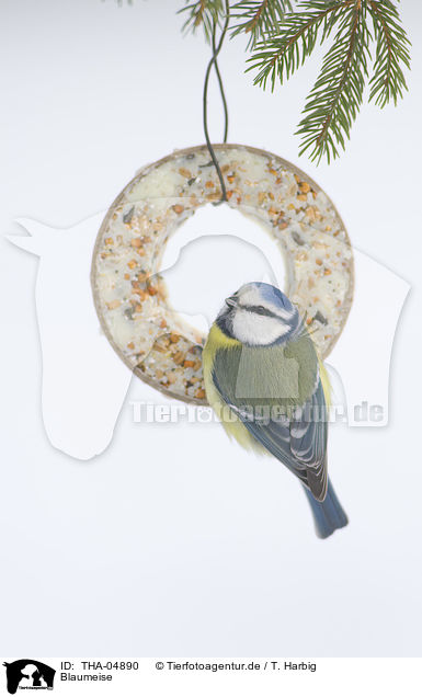 Blaumeise / THA-04890