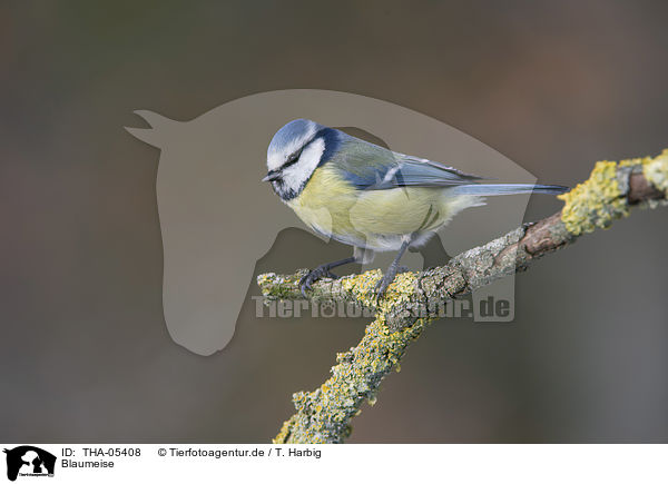 Blaumeise / THA-05408
