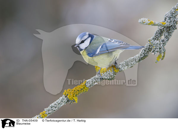 Blaumeise / THA-05409