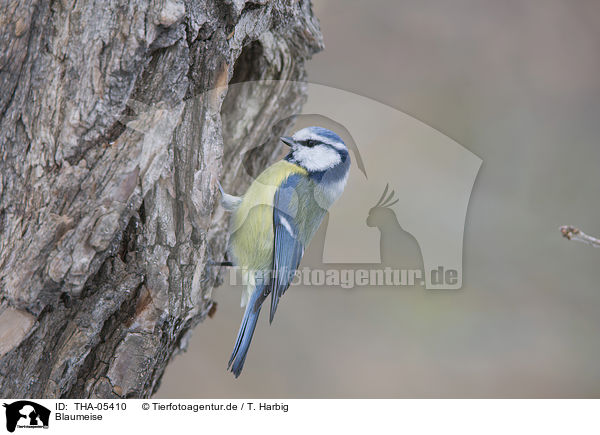 Blaumeise / bluetit / THA-05410