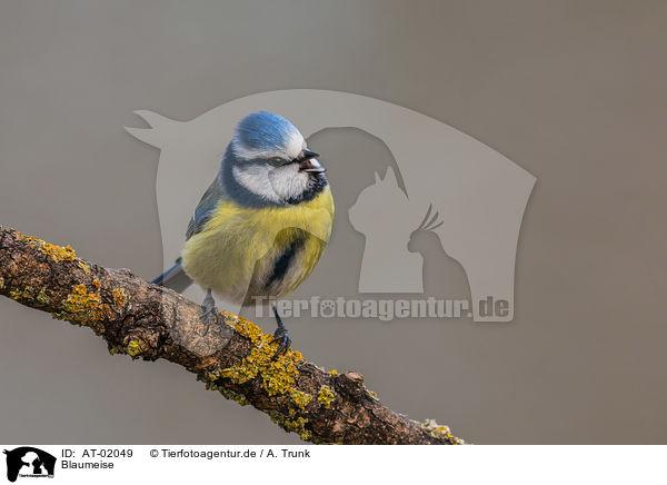 Blaumeise / bluetit / AT-02049