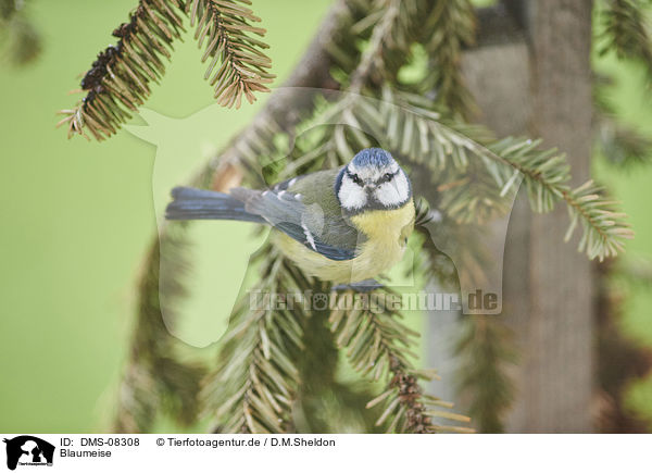 Blaumeise / Bluetit / DMS-08308