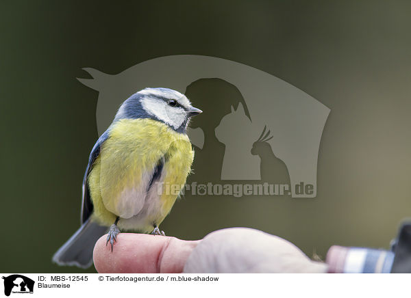 Blaumeise / bluetit / MBS-12545