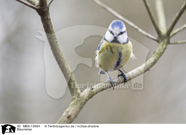 Blaumeise / bluetit / MBS-13664