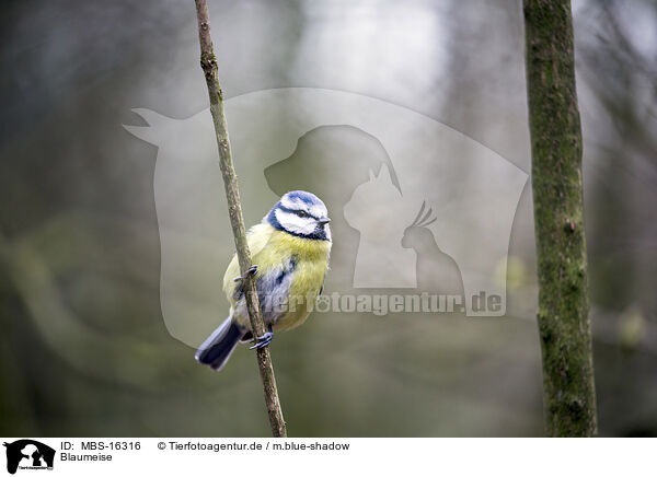 Blaumeise / bluetit / MBS-16316