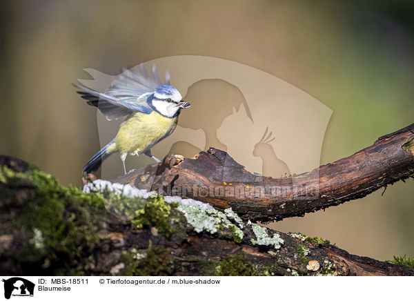 Blaumeise / MBS-18511
