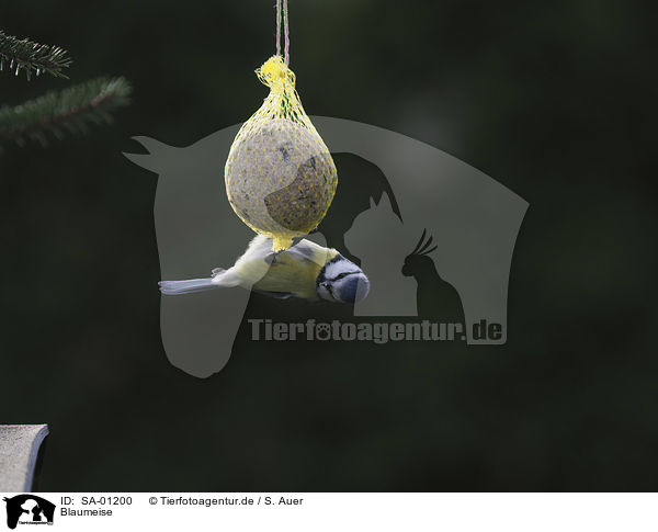 Blaumeise / Bluetit / SA-01200