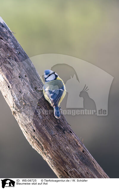 Blaumeise sitzt auf Ast / Blue tit sits on branch / WS-08725