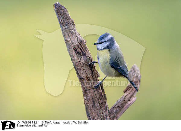 Blaumeise sitzt auf Ast / Blue tit sits on branch / WS-08732
