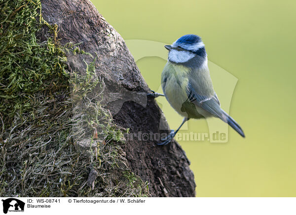 Blaumeise / WS-08741