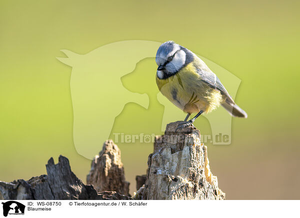 Blaumeise / blue tit / WS-08750