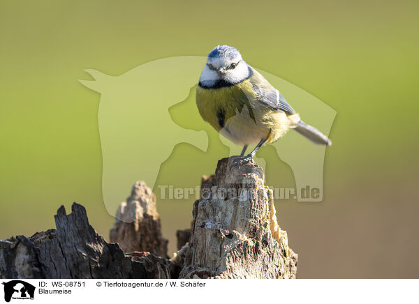 Blaumeise / blue tit / WS-08751