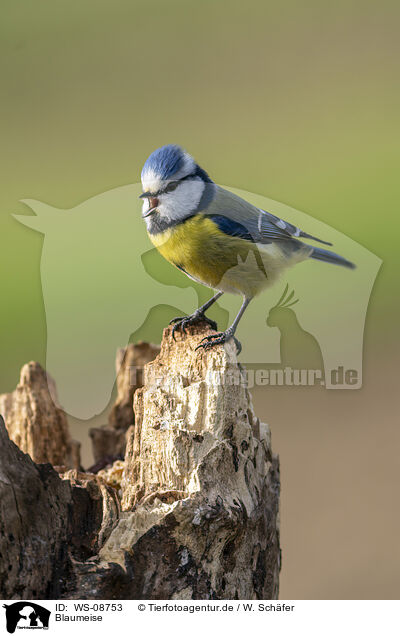 Blaumeise / blue tit / WS-08753