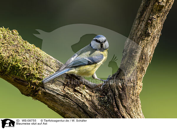 Blaumeise sitzt auf Ast / WS-08755