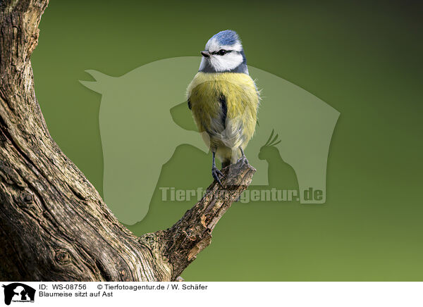 Blaumeise sitzt auf Ast / Blue tit sits on branch / WS-08756
