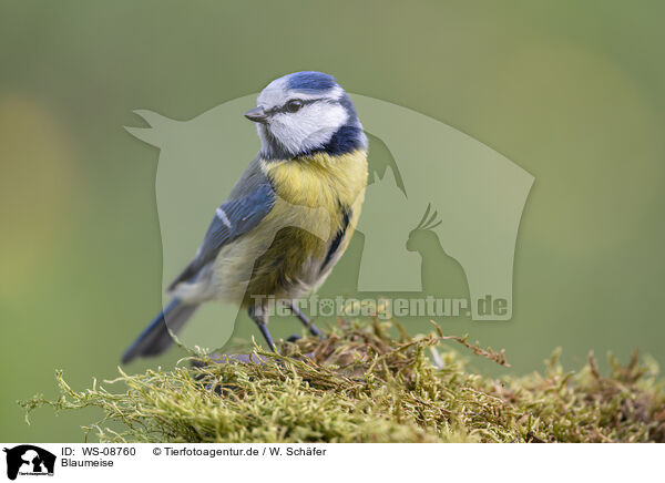 Blaumeise / WS-08760
