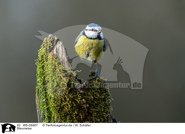 Blaumeise / Bluetit / WS-08867