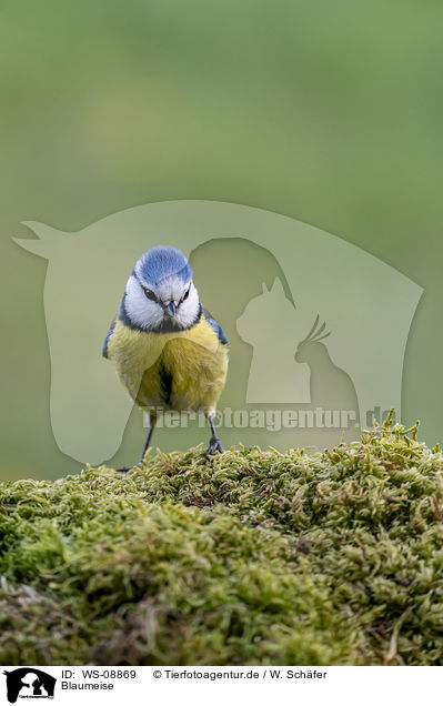 Blaumeise / WS-08869