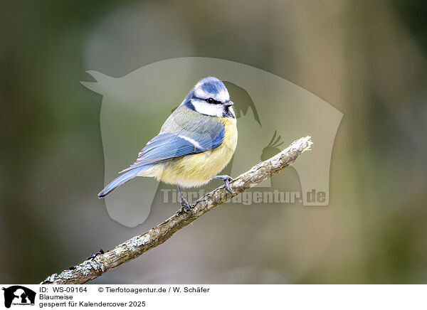 Blaumeise / WS-09164