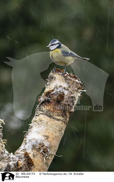 Blaumeise / bluetit / WS-09174