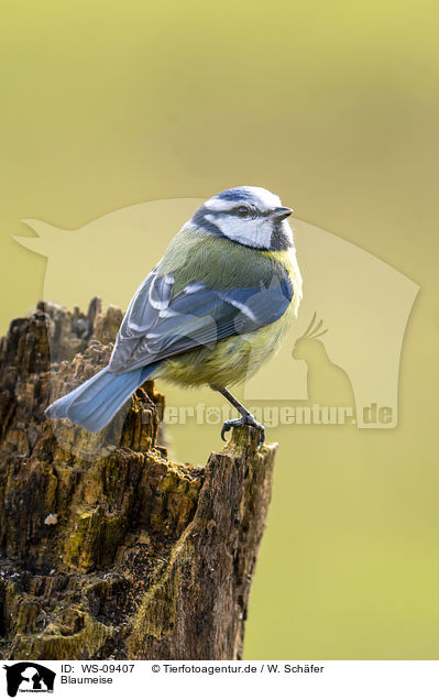 Blaumeise / bluetit / WS-09407