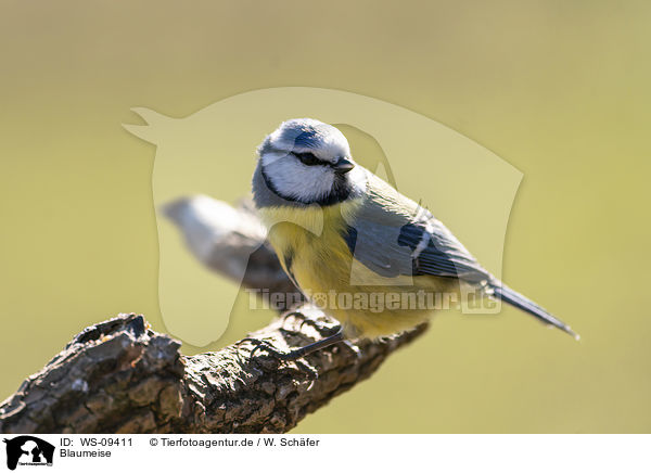 Blaumeise / bluetit / WS-09411