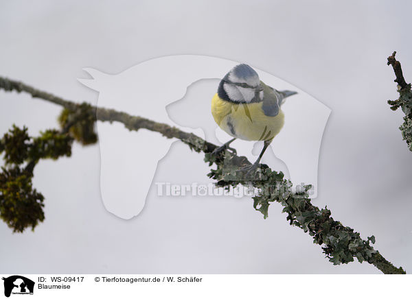 Blaumeise / bluetit / WS-09417