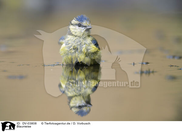 Blaumeise / Bluetit / DV-03808