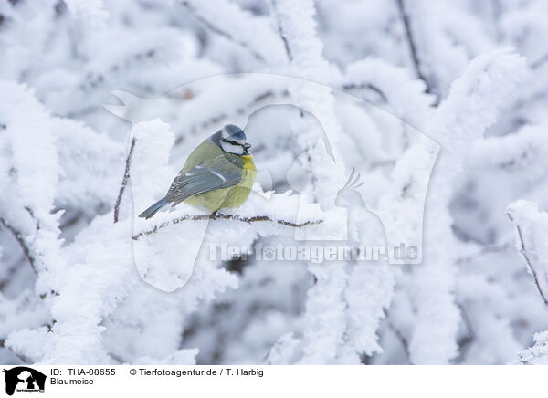 Blaumeise / blue tit / THA-08655