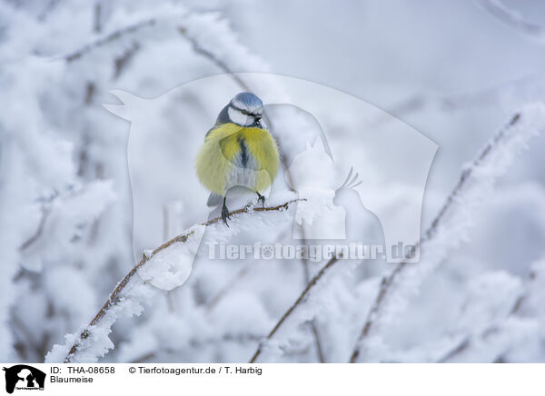 Blaumeise / blue tit / THA-08658