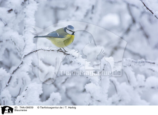 Blaumeise / blue tit / THA-08659