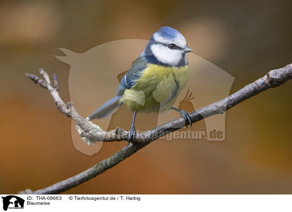 Blaumeise / blue tit / THA-08663