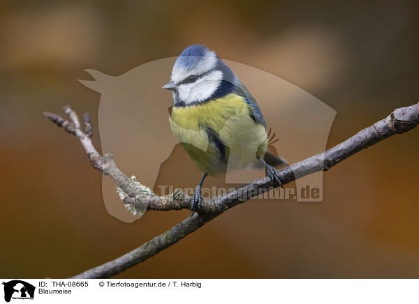 Blaumeise / blue tit / THA-08665