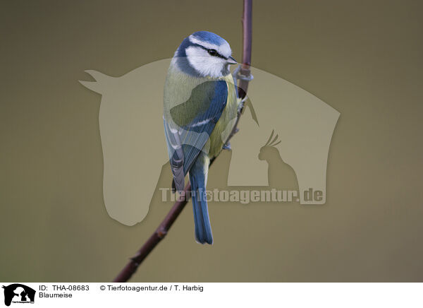 Blaumeise / blue tit / THA-08683