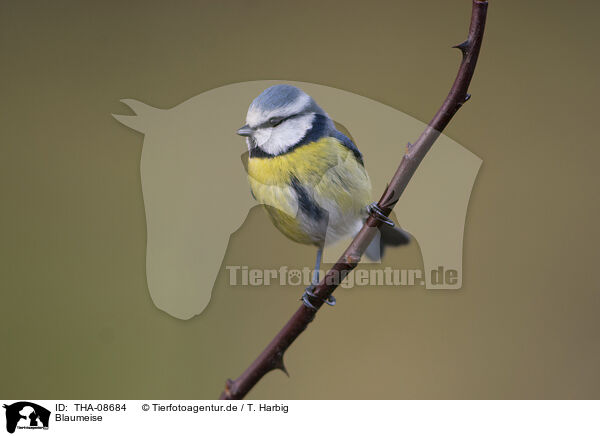 Blaumeise / blue tit / THA-08684