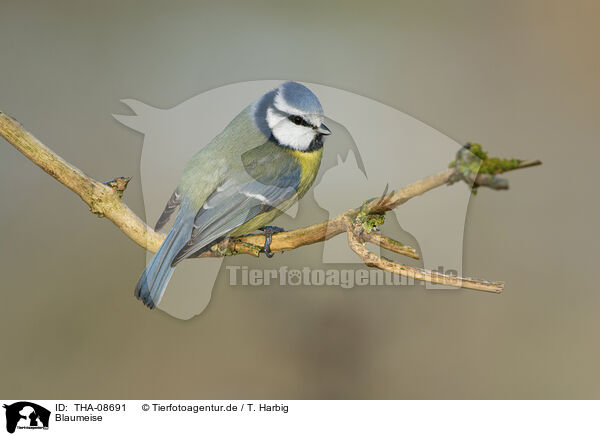 Blaumeise / blue tit / THA-08691