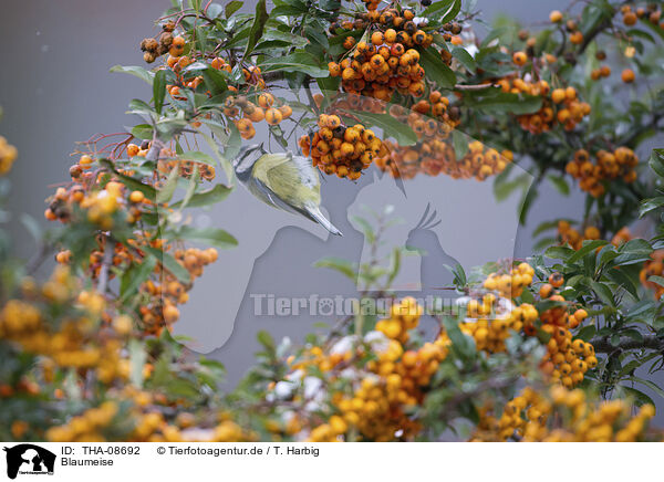 Blaumeise / blue tit / THA-08692