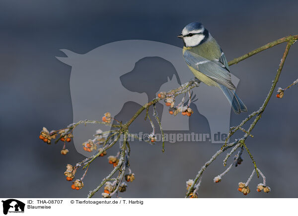 Blaumeise / THA-08707