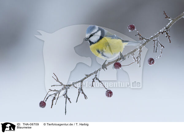 Blaumeise / THA-08709