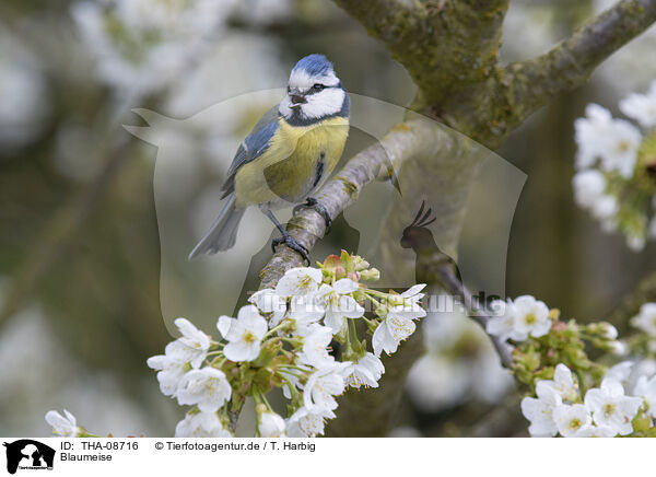 Blaumeise / blue tit / THA-08716