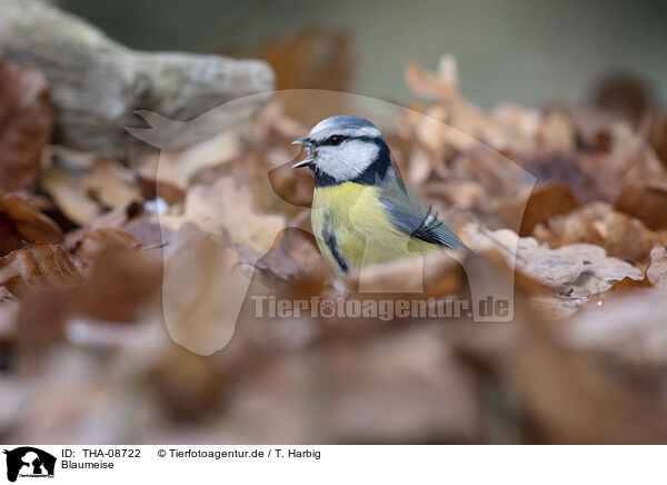 Blaumeise / THA-08722