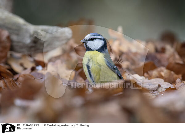 Blaumeise / blue tit / THA-08723
