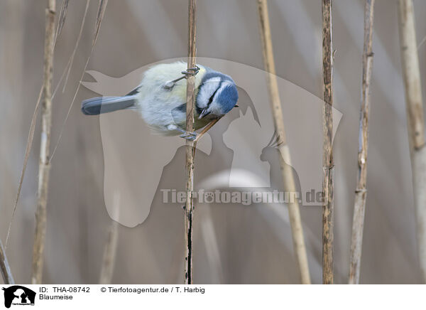 Blaumeise / blue tit / THA-08742
